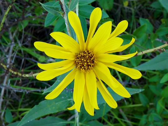 {Helianthus pauciflorus}